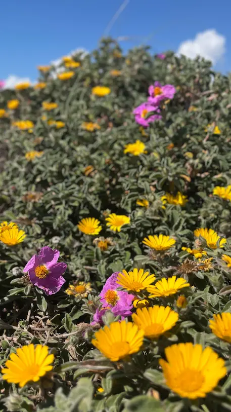fleurs sauvages jaunes et violette prise sur la dune