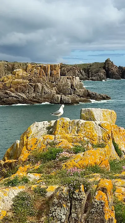cote rocheuse prise au port de la Meule à l'ile d'Yeu. Goëland sur un rocher au premier plan